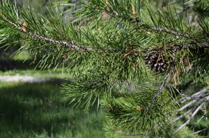 Lodgepole Pine cone