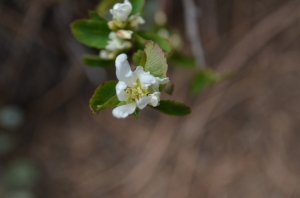 Serviceberry flower
