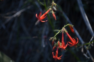 Scarlet Gilia Flower
