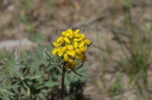 Sierra Wallflower
