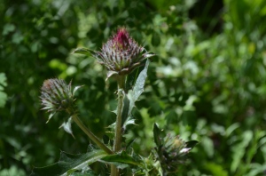 Anderson's Thistle