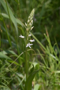 Rein Orchid