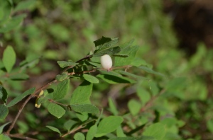 Snowberry fruit