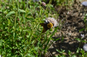 Mountain Pennyroyal with Bombus Bee