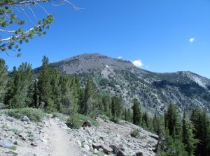 Trail view Mt. Rose