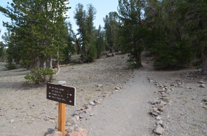 Trail sign to Mt Rose summit