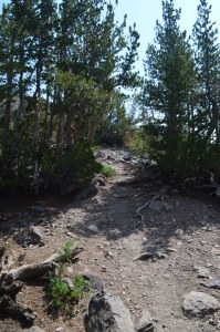 Trail to Mt Rose Summit & Lodgepoles