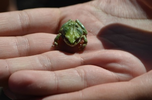 Pacific Coast Tree frog